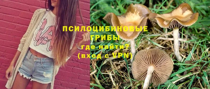 Псилоцибиновые грибы Magic Shrooms  где найти наркотики  Лабинск 